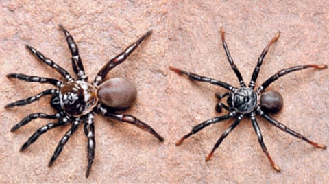 New species of spider discovered in Kolhapur