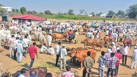 Bullock market price drop