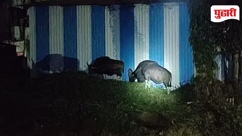 Sawantwadi Gaur Sightings