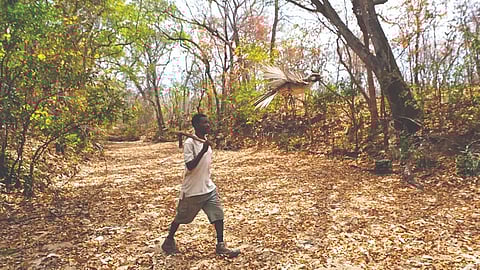 Human Bird Communication |