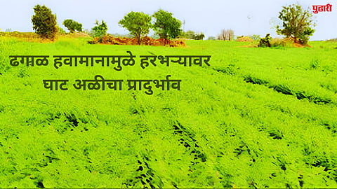 sambhajinagar agriculture news