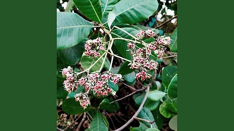 Cashew production in Raigad