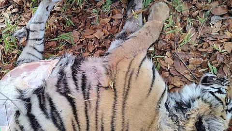 Tadoba Tiger Reserve