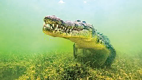 creek-crocodile-empire-indian-ocean-seychelles