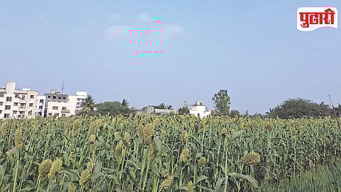 Rabi Crops Growth