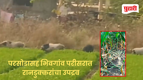 Chhatrapati Sambhajinagar news | परसोडासह भिवगांव परीसरात रानडुक्करांचा उपद्रव; वनविभागाचे दूर्लक्ष