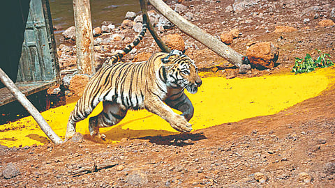 Sahyadri Tiger Reserve
