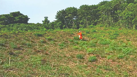 Nitrogen Tropical Tree Growth |