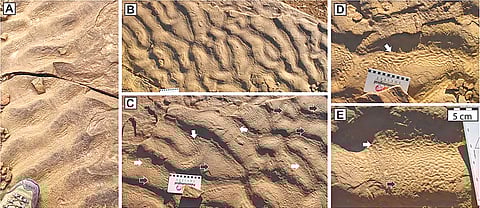Morocco fossil microorganisms |