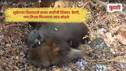 Leopard saves baby monkey: क्रूर शिकारी झाला 'रक्षक'! बिबट्याने वानराची शिकार केली मात्र पिल्ल्याला सोडले