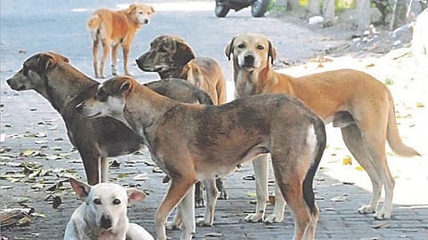Telangana dog killings
