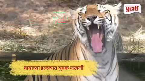 Tiger Attack