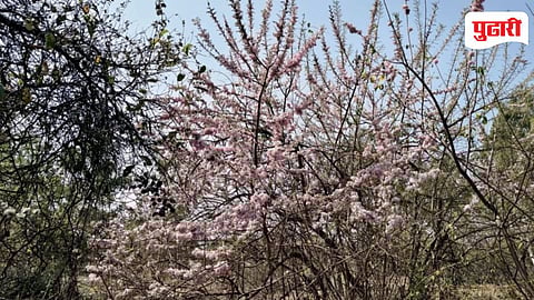 Gliricidia Flowering Ambegaon