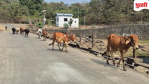 Shahapur stray cattle issue