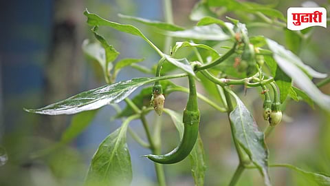 Chilli Price Hike India