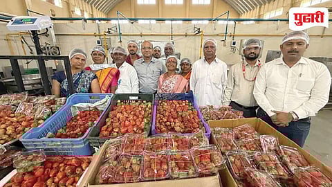 Bhimashankar Strawberry Farmers