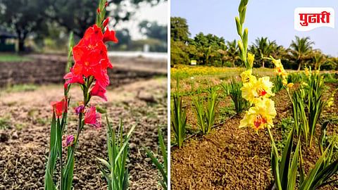 Gladiolus Flower Farming