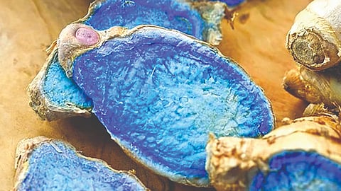 Blue turmeric