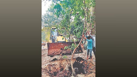 Kolhapur tree transplantation