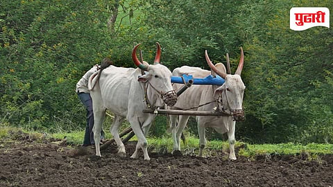 Maharashtra Farmer