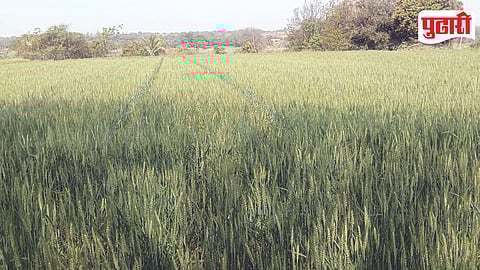 Ahilyanagar Rabi Crop