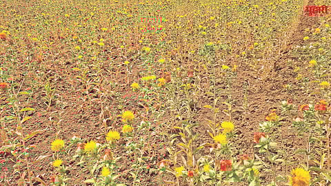 Oilseed farming crisis