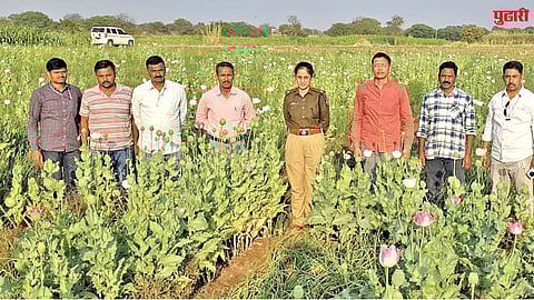 Illegal opium cultivation