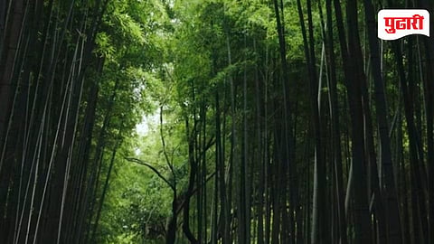 Palghar Bamboo Plantation