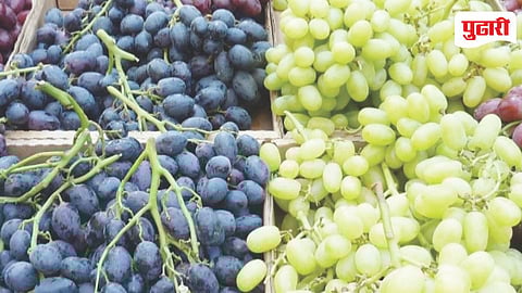 Mumbai Grape Price