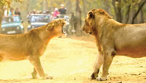 lion afraid of lioness