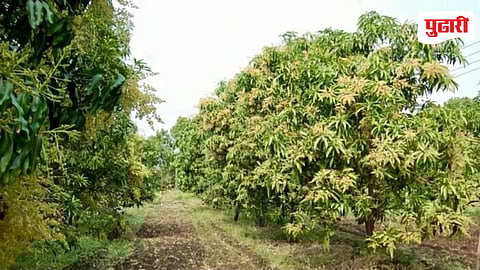 Konkan Mango Farming