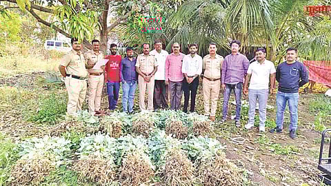 Illegal opium cultivation