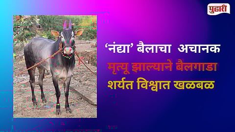 Charthana Nandya Bull Death