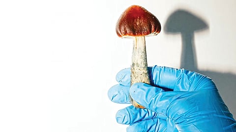 Magic Mushroom |
