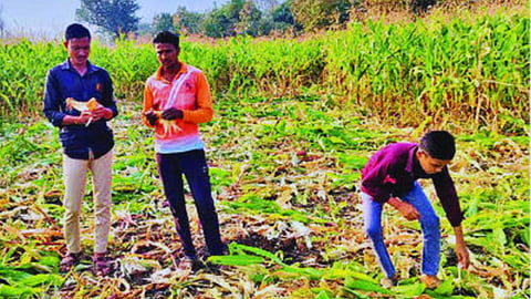 sambhajinagar farmer news