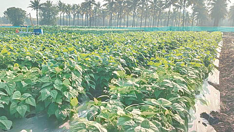 Pudhari Agripandhari exhibition