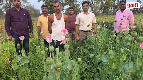 Opium plants seized Vasmat