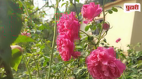 Vikramgad Desi Rose Farming
