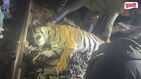 Nagpur Railway Track Tiger Death