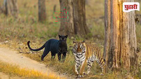 Black Panther And Tiger