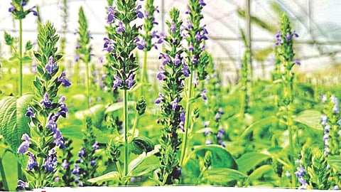 Jalna chia cultivation