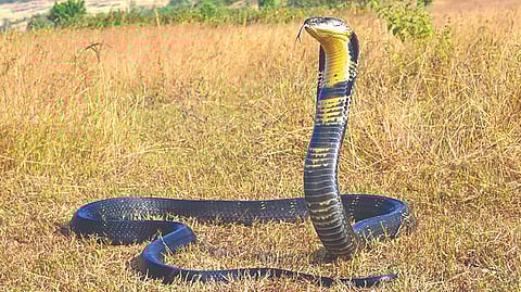 King Cobra