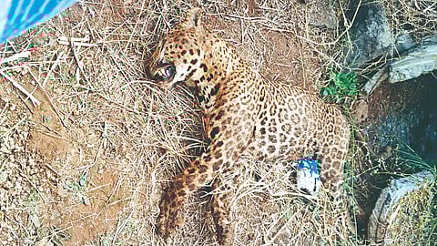 Leopard Death