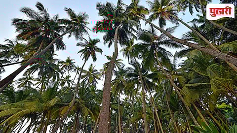 Murud Coconut Farmers Crisis