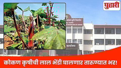 Konkan red okra benefits