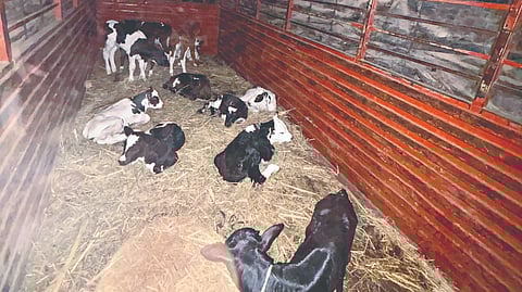 Pandharpur Animal rescue