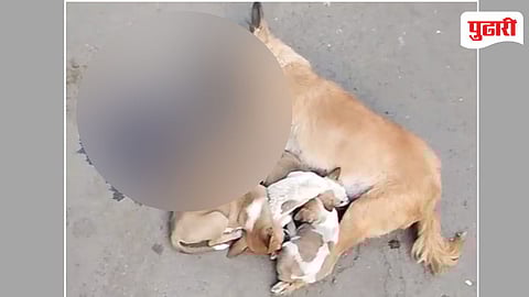 Kalyan East Dog Accident