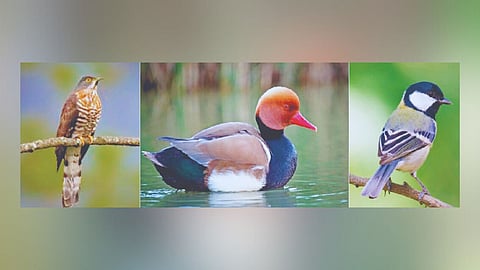 Sindhudurg Bird Census