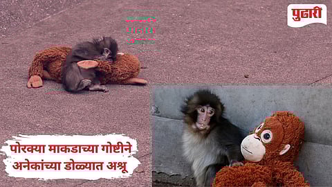 जपान मधील प्राणीसंग्रहालयातील पंच नावाचे माकडं