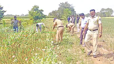 Illegal opium cultivation